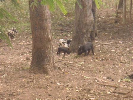 Kleine Wildschweinchen.