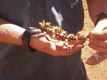 Thorny Devil, seine Zacken waren ganz schön spitz. Im Vergleich dazu, waren die Zacken vom Bearded Dragon, sehr weich.