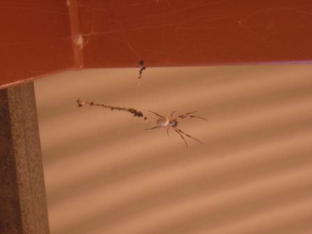 Diese nette Spinne war oberhalb unseres Esstisches und wurde von jedem als Model benutzt und fotografiert
