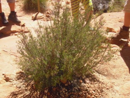 Speed Bush, dreimal dürft ihr raten wofür die Aborigines den verwendet haben