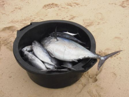 Thunfisch am Strand - nicht von mir gefangen