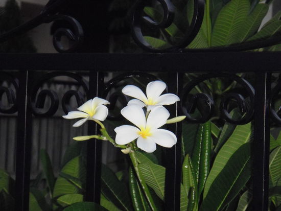 Vor unserem Haus gibt es auch einen Baum mit meiner neuen Lieblingsblume: Frangipanis