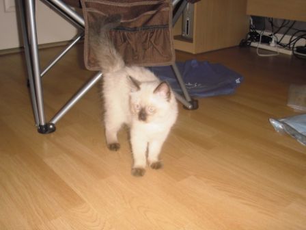 Coco unser neuer Mitbewohner Ich liebe Katzen!!!!