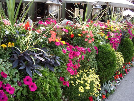 Bluuumen... Herrlisch schey (Niagara-on-the-Lake)