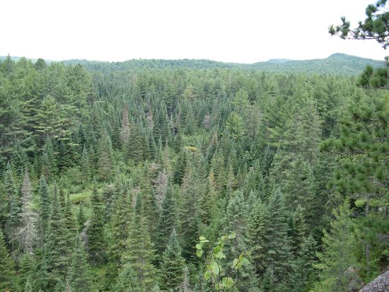 Algonquin-Wald