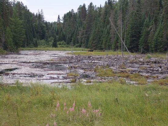 Mrs Moose - hinten rechts vor den Bäumen