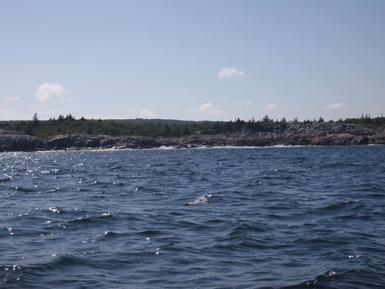 da taucht gleich der Wal auf...