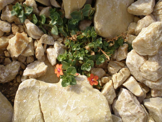 ... und es wächst doch etwas!