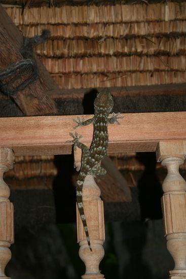 Man gewöhnt sich an alles 