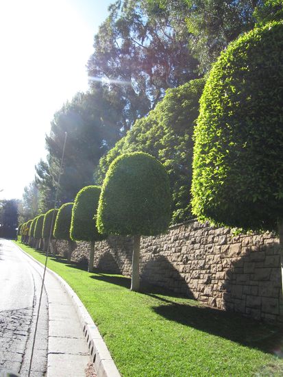netter Vorgarten in Bel Air?