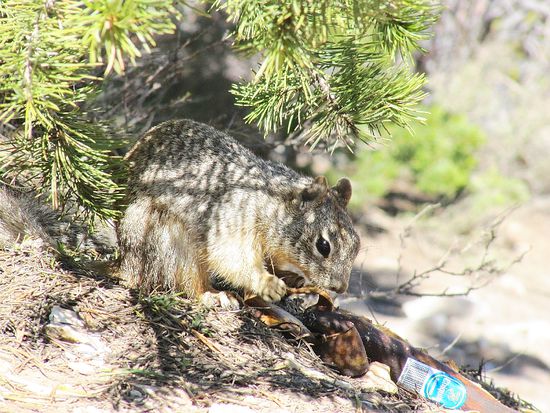Eichhörnchen und Chiquita-Banane