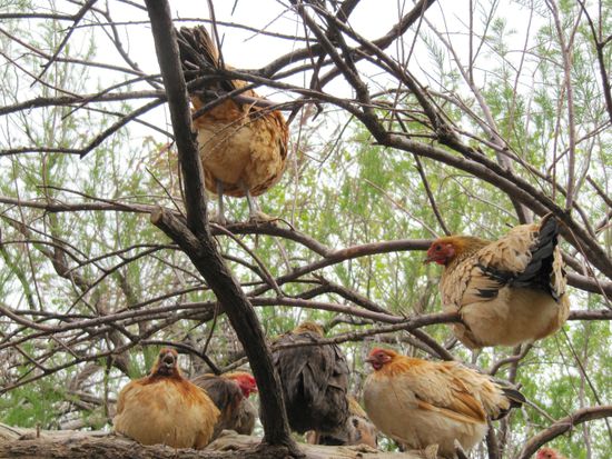 Baumhühner, was sonst?