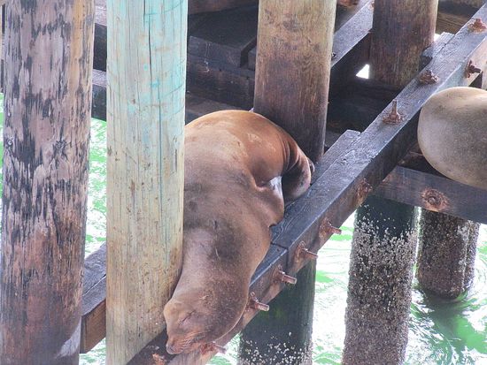 See-Elefanten in Santa Cruz