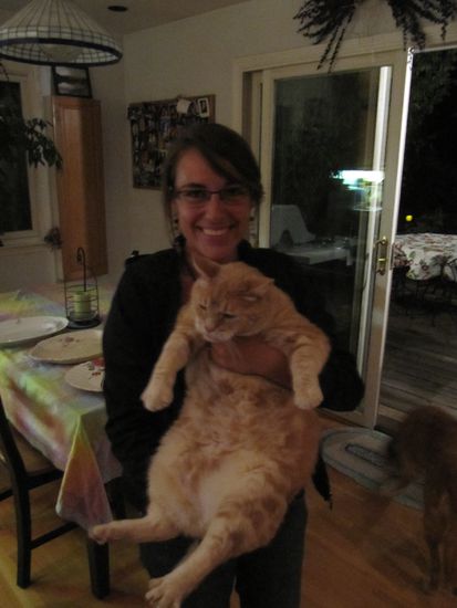 fetteste Katze überhaupt