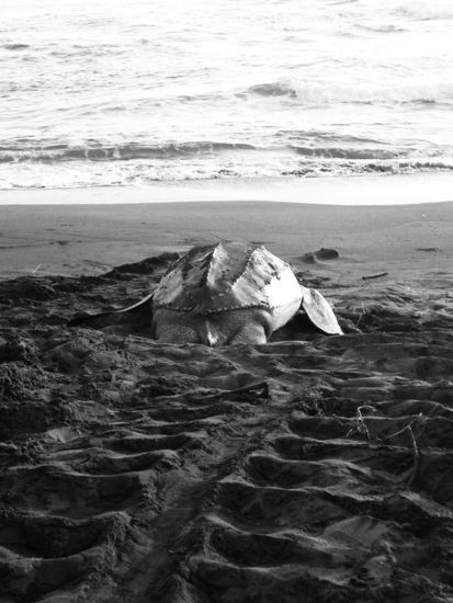 Lederschildkröte fotografiert um 5 Uhr morgens von einer Voluntärskollegin in Costa Rica