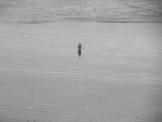 Pinguin in Neuseeland