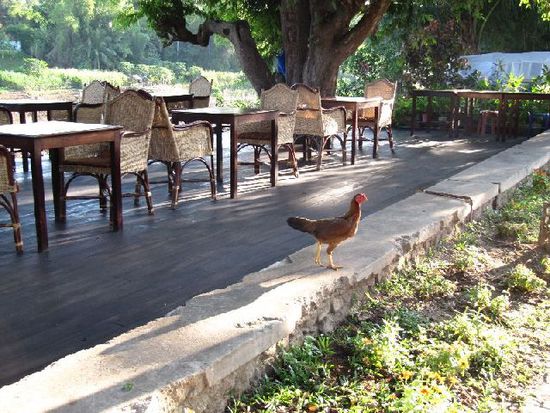 Auch ein blindes Huhn findet mal ein nettes Restaurant (Nam Ou Side)