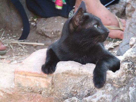 Die laotische Lebenseinstellung wird von dieser Katze auf dem Phousi treffend symbolisiert...