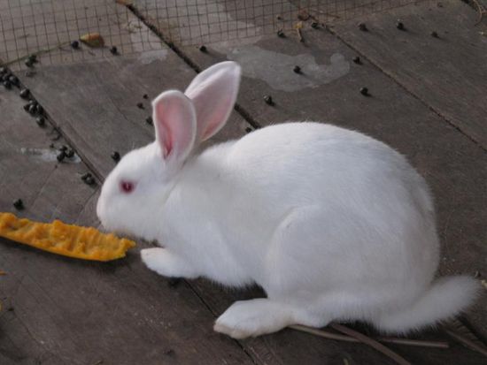 Auf dem Weg mussten wir auf einer Bruecke admission zahlen, wiedermal 3000 Kip mehr als die Laoten, aber bitte. Jedenfalls war dort auch ein Kaefig mit diesem Gesellen hier....folgen Sie dem weissen Kaninchen