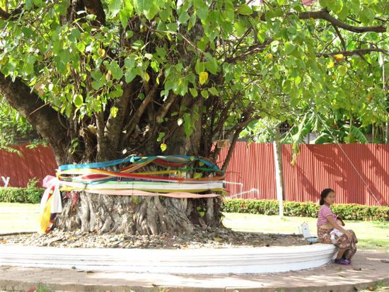 Ich vermute mal ein Bodhi Baum, also darunter hatte Siddharta seine Erleuchtung...und der kleine Kaefer hier seine Extraportion Muttermilch 