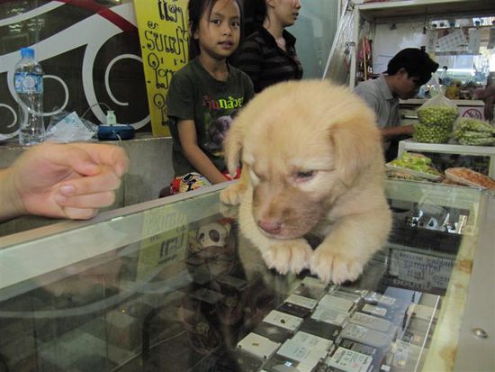 Wauzi als Handychecker