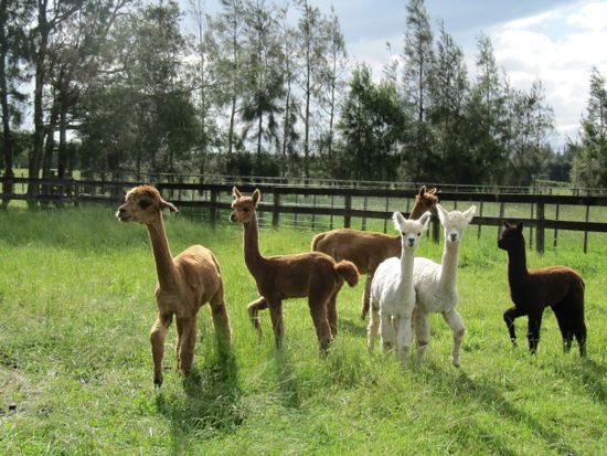 Alpacas