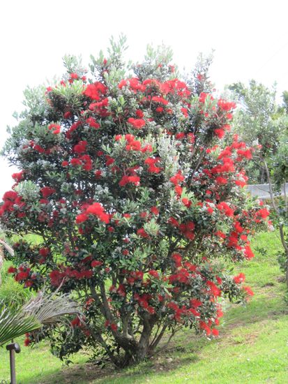 Neuseelaendischer "Weihnachtsbaum" Pohutakawa