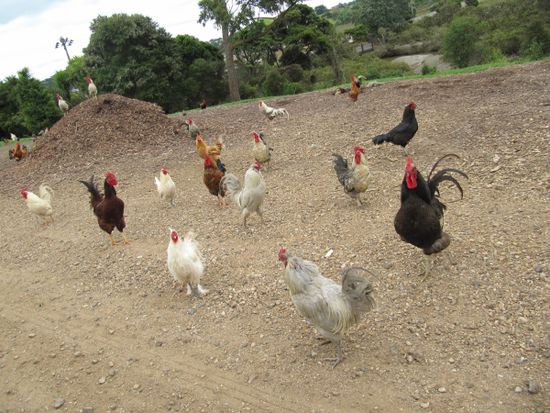 Die roosters