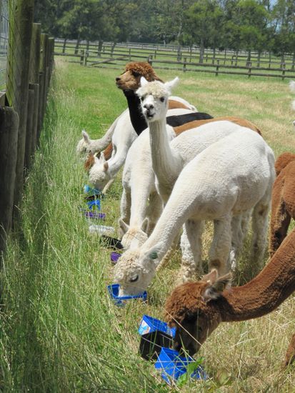 yum yum leckere Nuesse