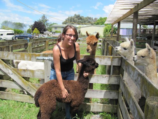 Ich wuerg ein Alpaca..und das braune hinten schnuppert mich an (die Mama)