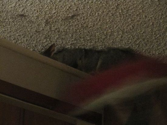 was vom Opossum zu sehen war