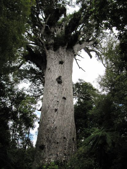 Kauri Baum...Father des Waldes