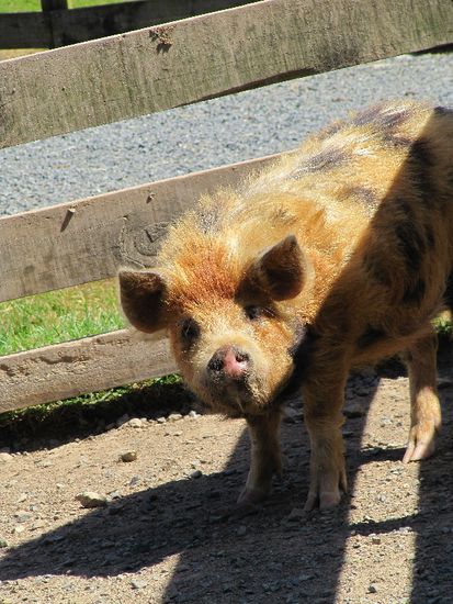 genialstes Schwein ever