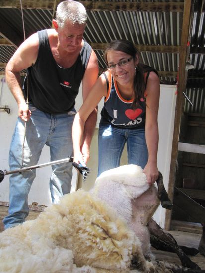 Ich schere ein Schaf, ich schere ein Schaf! Alle herschauen!