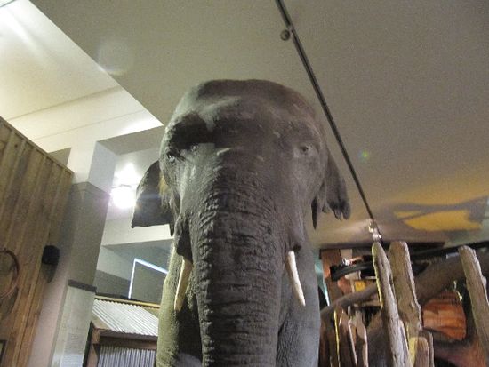 Der exekutierte Elefant