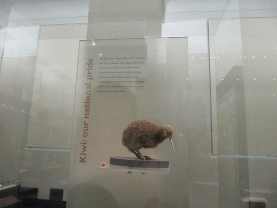 nationaler Stolz? Der schiachste Vogel ever