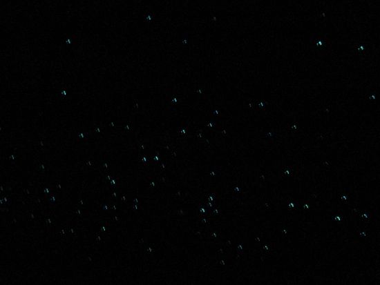 Gluehwuermchen!!! So gut es halt geht zu fotografieren