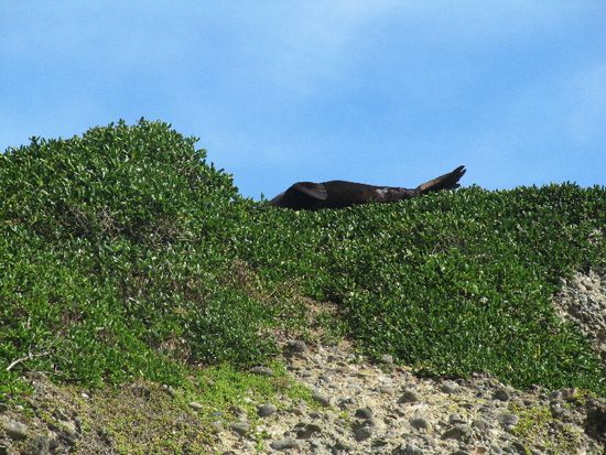 wie ueberall...faul herumliegen