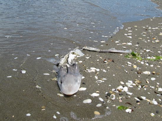 Milnthorpe, toter aber grosser Fisch....ich fotografiere gerne tote Tiere...ja ich weiss (Lebend wuerd ich sie auch fotografieren, aber man muss nehmen was man kriegt)