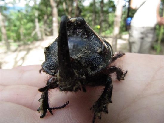 Netter Kaefer - Keine sorge nicht gefaehrlich