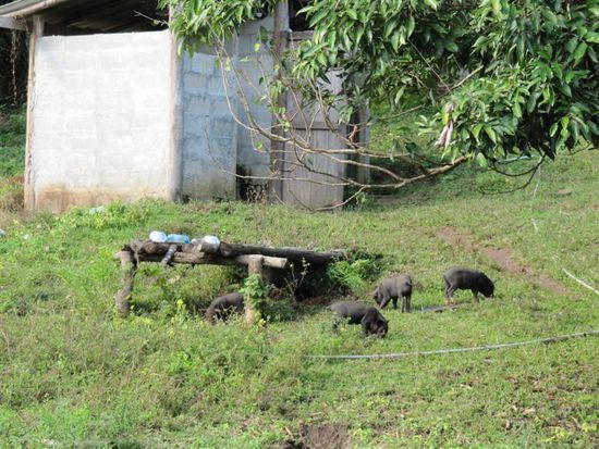 Dusche und WC und Ferkel (nur draussen) 
