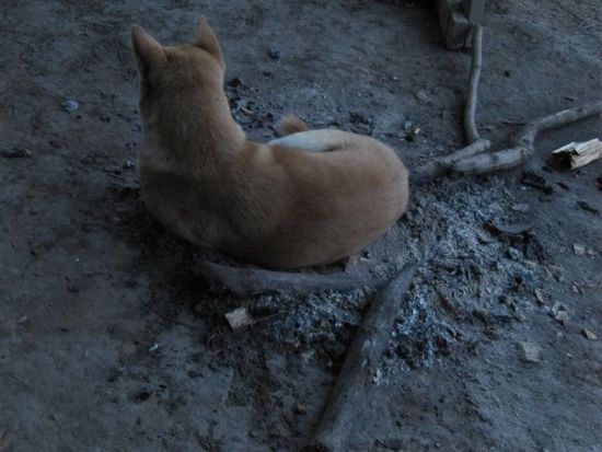 Heute abend Hot dog?