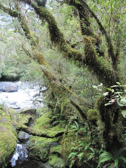 "haarige Bäume" bei den Chasm-Wasserfällen die nicht fotografierbar waren