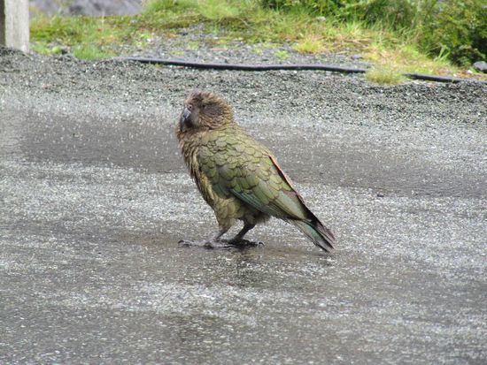 Kea auf der Straße
