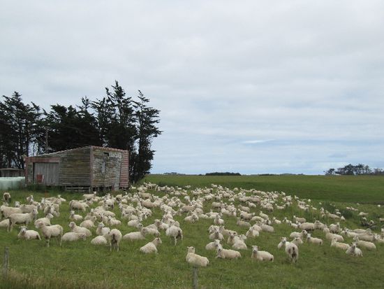 noch mehr Schaaaaaaaaaaafe