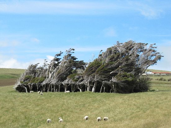 die wachsen echt so, könnt euch ja mal den Wind vorstellen