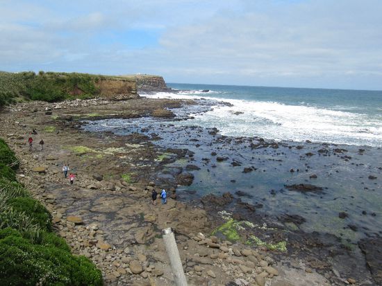 der fossile Wald, naja