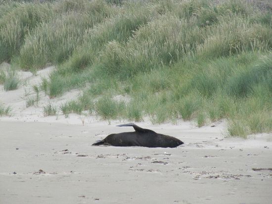 faul, fauler, am faulsten