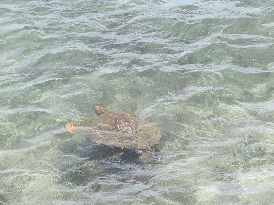 da ist sie, schaut genau hin