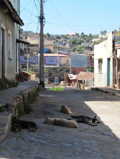 überall liegen Hunde rum die niemandem gehören